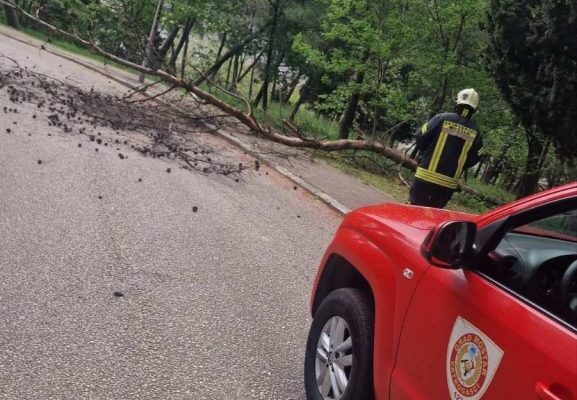 Veliko stablo palo na cestu kod mrtvačnice u Mostaru, uklonili ga vatrogasci