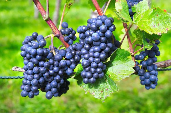 HERCEGOVINA Počinje berba grožđa, otkupne cijene nešto više nego lani