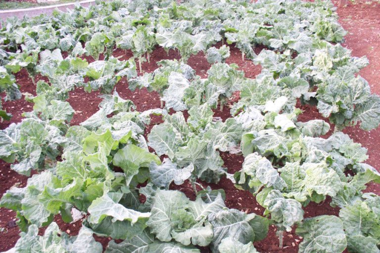 Još nije kasno posaditi raštiku