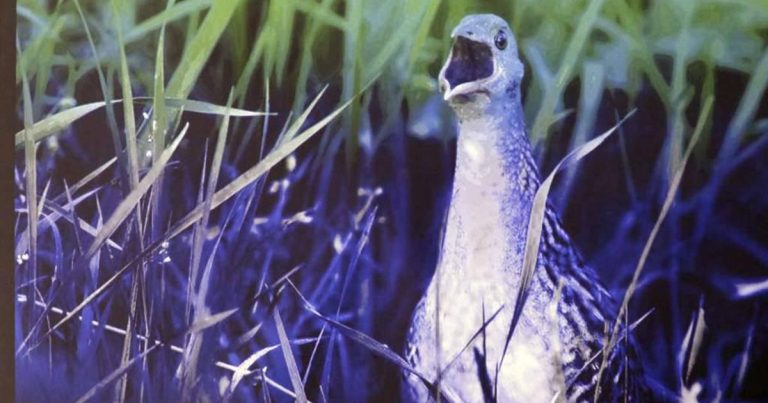 Društvo “Naše ptice” dodjeljuje grantove projektima vezanim za zaštitu prirode i smanjenje krivolova ptica