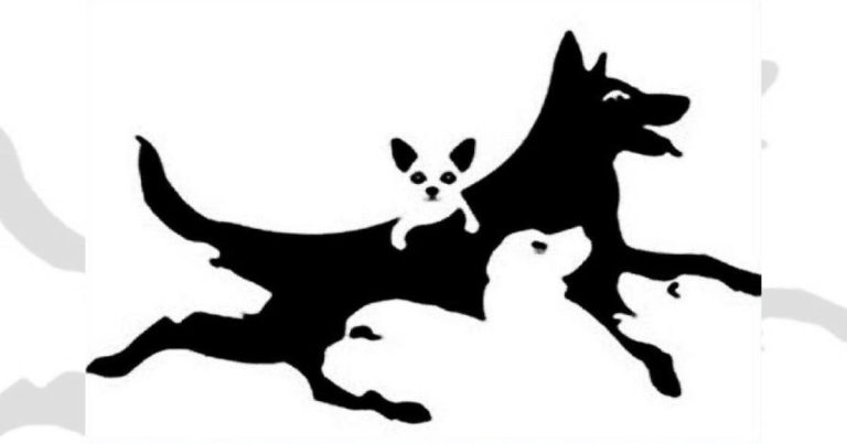 Koliko pasa vidite na slici? Odgovor otkriva puno toga o vama