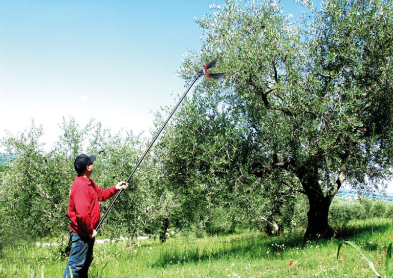 Berba maslina brža i lakša uz primjenu tresača