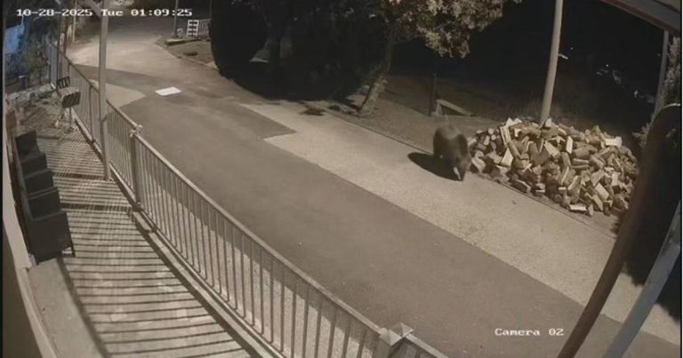 Medvjedi lutaju po malim planinskim mjestima, stanovnici u strahu