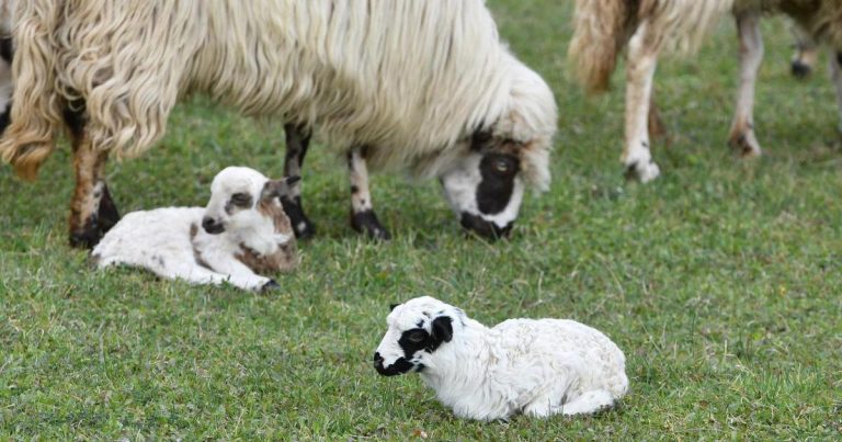 Kuga malih preživača prvi put potvrđena u Hrvatskoj