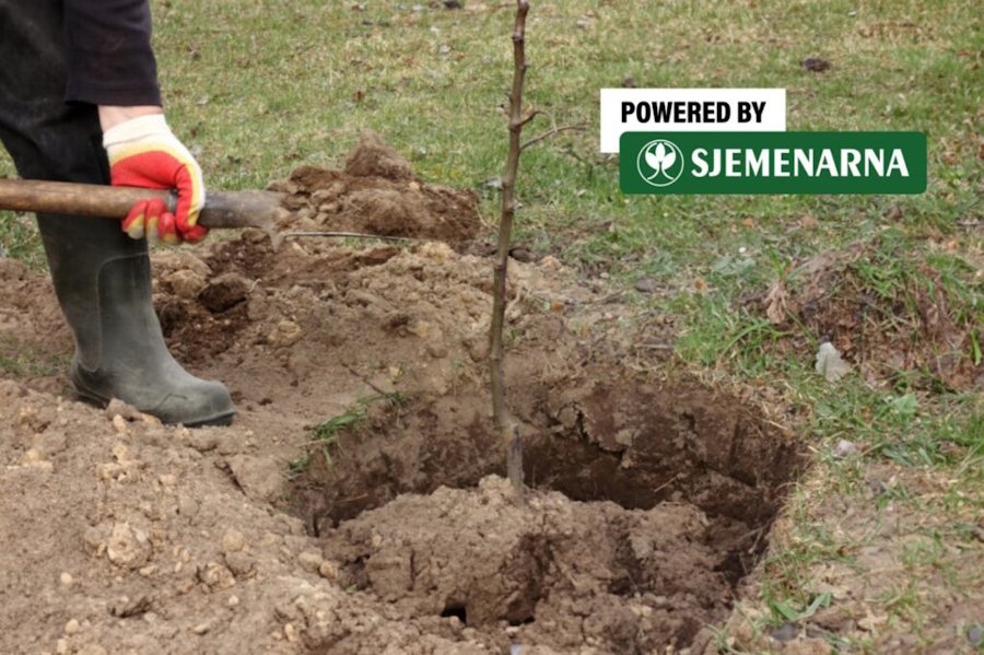 U čemu se najčešće griješi prilikom sadnje voćaka?