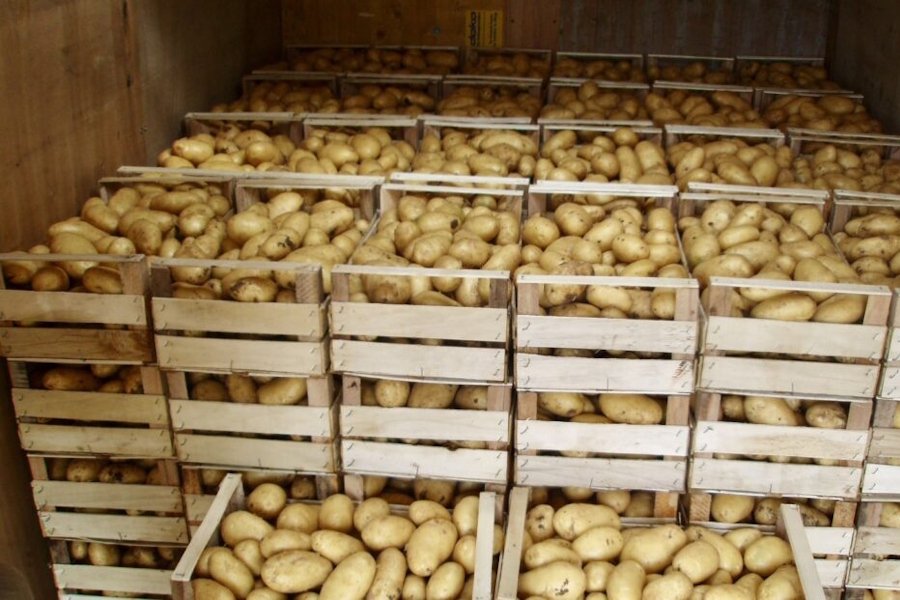 Koje se sorte krumpira najdulje čuvaju u skladištu?