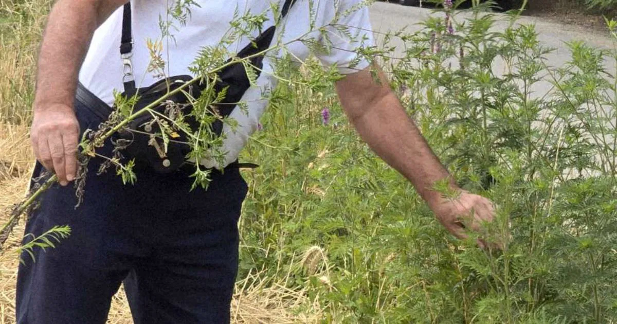 Kako se zaštititi od ambrozije? Savjeti za građane Hercegovine