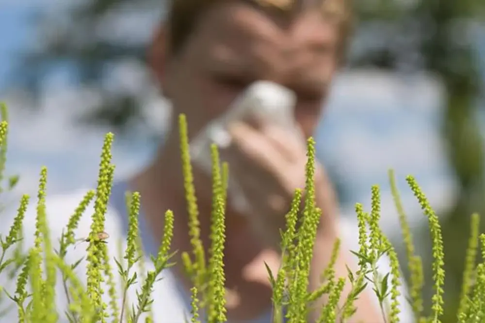 Kihanje, umor i crvene oči: Hercegovci ulaze u vrhunac sezone ambrozije