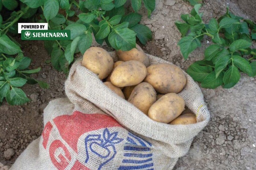 Što su kategorije, a što kalibraže sjemenskog krumpira?