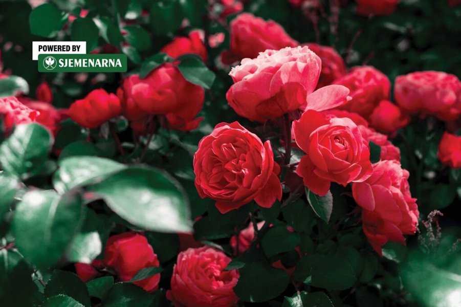 Ne zaboravite posaditi ruže