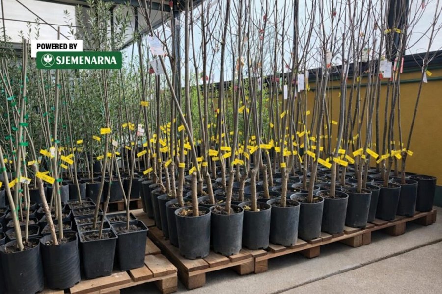 Zašto je bolje saditi kontejnirane sadnice voćaka?