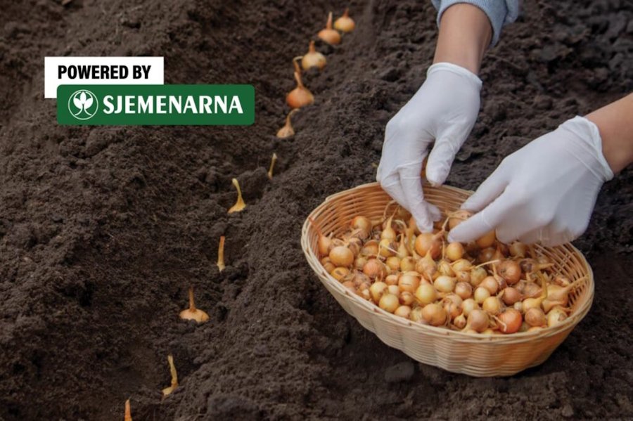 Proljetna sadnja luka: najtraženije sorte i savjeti za uspješan uzgoj