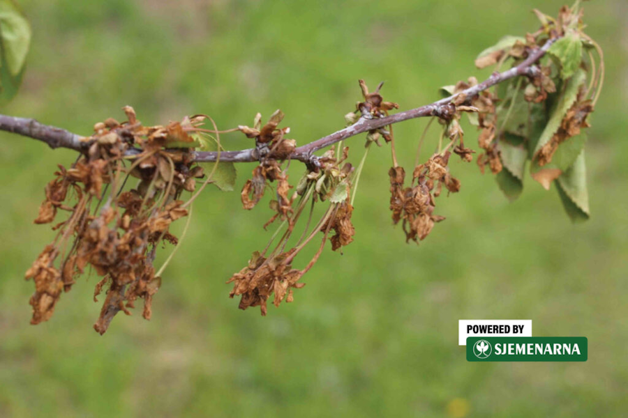 Voćke u cvatnji, a cvjetovi i grančice se suše – savjet kako zaštititi koštičave voćke