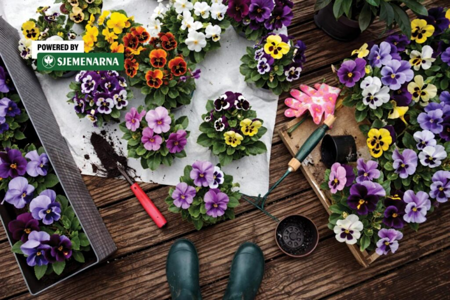 Proljeće koje se vidi u svakom cvijetu: od maćuhica do begonija