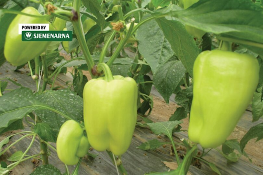 Kalemljene presadnice paprike otpornije na sušu i vrućinu