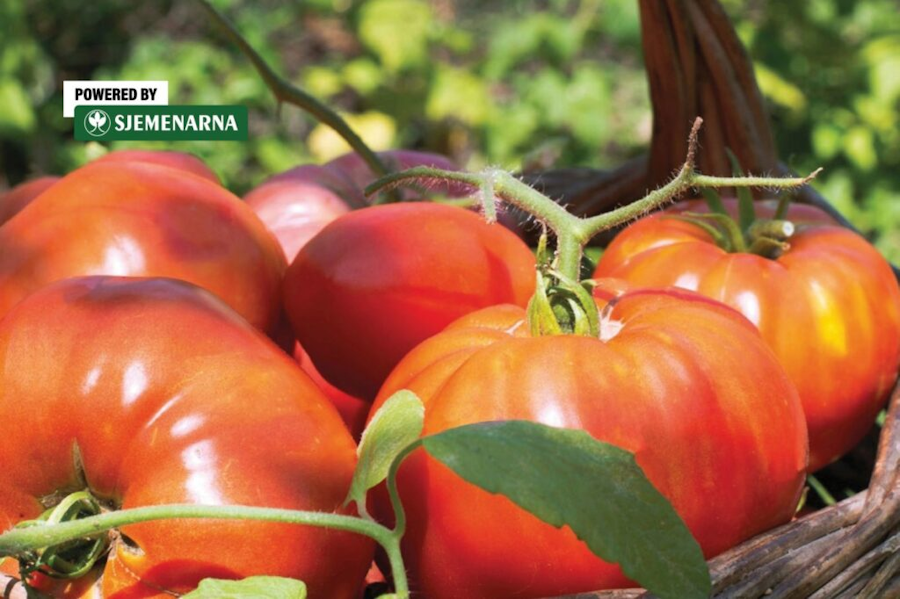 Jedna presadnica veći urod: zašto odabrati kalemljenu rajčicu
