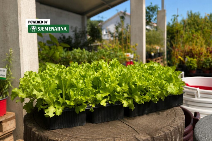Kristalka – najomiljeniji tip salate za jesensku sadnju Kristalka – najomiljeniji tip salate za jesensku sadnju