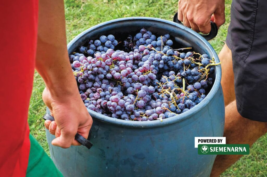 Da vina ne ostanu slatka, važno je koristiti kvasce