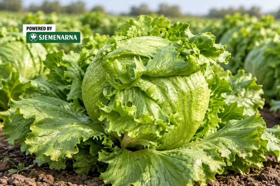 Zbog čega trebate oprobati novi tip salate Zbog čega trebate oprobati novi tip salate